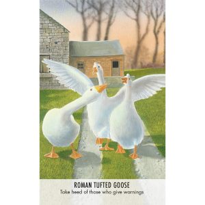Bird Messages Cards - Ảnh 3