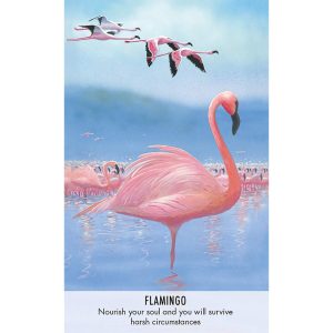 Bird Messages Cards - Ảnh 4