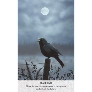 Bird Messages Cards - Ảnh 5
