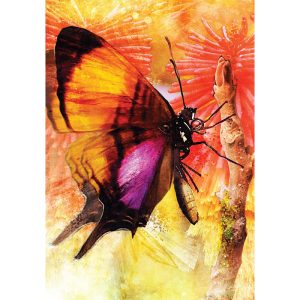 Butterfly Transformations Cards - Ảnh 4