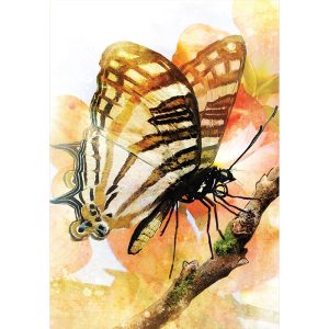 Butterfly Transformations Cards - Ảnh 6