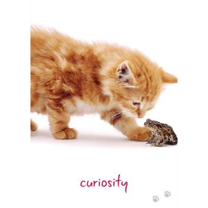 Cat Wisdom Cards - Ảnh 4