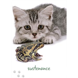 Cat Wisdom Cards - Ảnh 6