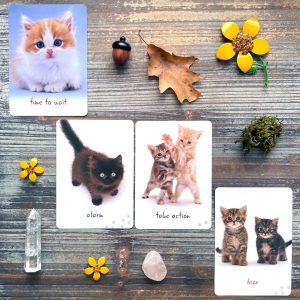Cat Wisdom Cards - Ảnh 9