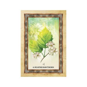 Celtic Tree Oracle - Ảnh 7
