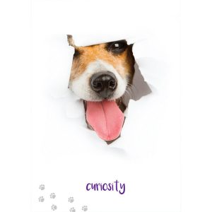 Dog Wisdom Cards - Ảnh 4