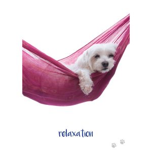 Dog Wisdom Cards - Ảnh 14