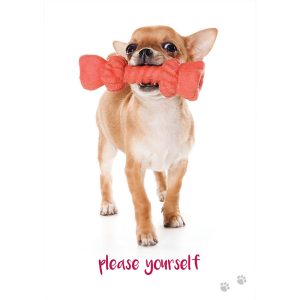 Dog Wisdom Cards - Ảnh 12