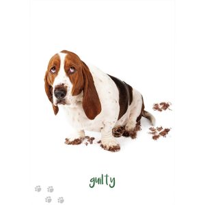 Dog Wisdom Cards - Ảnh 10