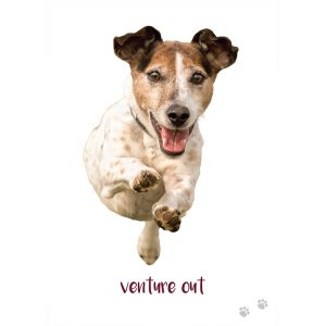 Dog Wisdom Cards - Ảnh 8