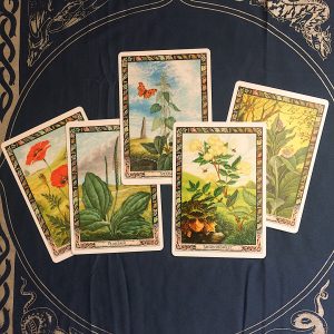 Druid Plant Oracle - Ảnh 6