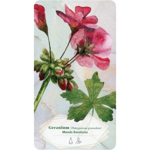 Essential Oils Healing Deck - Ảnh 3