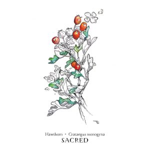 Hedgewitch Botanical Oracle - Ảnh 4