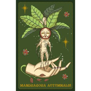 Herbarium Oracle Cards - Ảnh 6