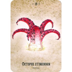 Mushroom Spirit Oracle - Ảnh 10