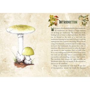 Mushroom Spirit Oracle - Ảnh 12