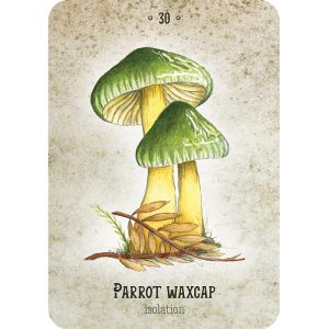 Mushroom Spirit Oracle - Ảnh 4