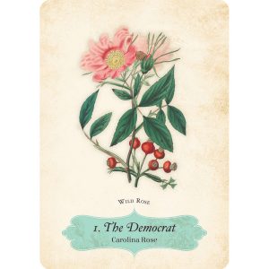 Oracle of the Roses - Ảnh 6