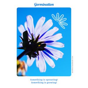 SOLAR Cards (Speak of Life: Affirmation & Rejuvenation Cards) - Ảnh 2