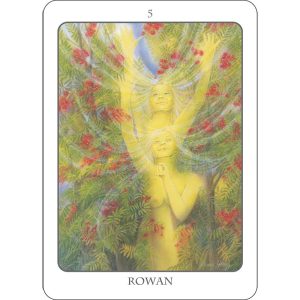 Tree Angel Oracle - Ảnh 3