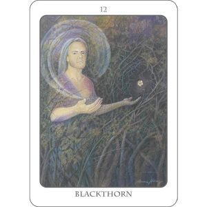 Tree Angel Oracle - Ảnh 6
