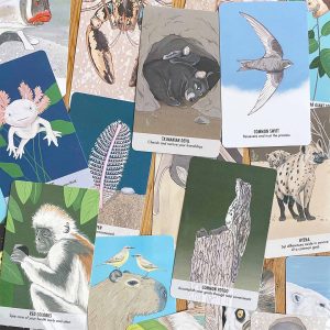 Unusual Animal Messages Oracle - Ảnh 6