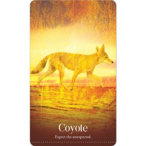 Wild Dreams Animal Oracle - Ảnh 4