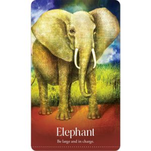 Wild Dreams Animal Oracle - Ảnh 7