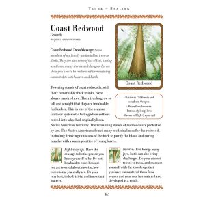 Wisdom of Trees Oracle - Ảnh 10