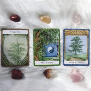 Wisdom of Trees Oracle - Ảnh 13