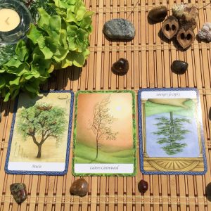 Wisdom of Trees Oracle - Ảnh 14