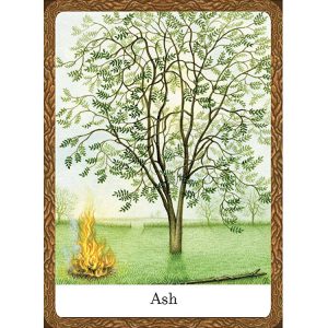 Wisdom of Trees Oracle - Ảnh 3