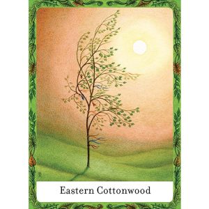 Wisdom of Trees Oracle - Ảnh 4