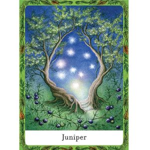 Wisdom of Trees Oracle - Ảnh 5