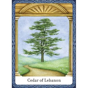 Wisdom of Trees Oracle - Ảnh 7