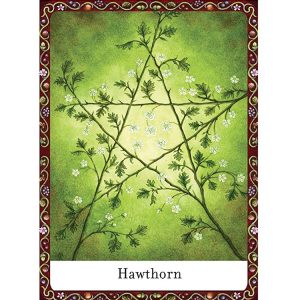 Wisdom of Trees Oracle - Ảnh 9